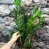 Kép 4/11 - Zamioculcas zamiifolia nagy