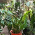 Kép 2/6 - Zamioculcas zamiifolia nagy