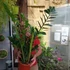 Kép 4/6 - Zamioculcas zamiifolia nagy