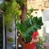 Kép 5/6 - Zamioculcas zamiifolia nagy