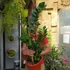 Kép 6/6 - Zamioculcas zamiifolia nagy