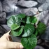 Kép 6/7 - Cyclamen coum 'Marbled Leaf Ruby Star'