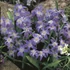 Kép 1/3 - Chionodoxa luciliae
