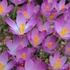 Kép 1/3 - Crocus Tommasinianus
