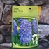 Kép 2/3 - Hyacinthus Orientalis világos lila