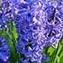 Kép 1/3 - Hyacinthus Orientalis világos lila