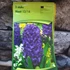 Kép 3/3 - Hyacinthus Orientalis sötét lila