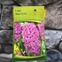 Kép 2/3 - Hyacinthus Orientalis rózsaszín