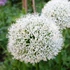 Kép 1/3 - Allium Hirotiforium