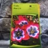 Kép 2/3 - Tulipa 'Little Beauty'