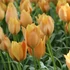Kép 1/3 - Tulipa batalinii