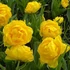 Kép 1/3 - Tulipa Double Early yellow