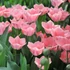 Kép 1/3 - Tulipa Apricona