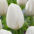 Kép 1/3 - Tulipa Single Early