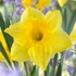 Kép 1/4 - Narcissus Large-Cupped yellow