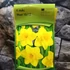 Kép 2/4 - Narcissus Large-Cupped yellow