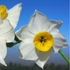 Kép 1/3 - Narcissus Tazetta
