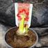 Kép 6/7 - Hippeastrum - Amarillisz Exotic striped,  1-2 virágszálas