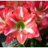 Kép 1/7 - Hippeastrum - Amarillisz Exotic striped,  1-2 virágszálas