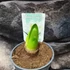 Kép 8/8 - Hippeastrum - Amarillisz Arctic white, 1-2 virágszálas