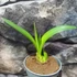 Kép 3/8 - Hippeastrum - Amarillisz Royal Red, levirágzott
