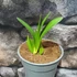 Kép 5/8 - Hippeastrum - Amarillisz Royal Red, levirágzott