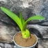 Kép 2/8 - Hippeastrum - Amarillisz Royal Red, levirágzott