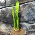 Kép 4/8 - Hippeastrum - Amarillisz Royal Red, levirágzott