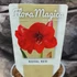 Kép 8/8 - Hippeastrum - Amarillisz Royal Red, levirágzott