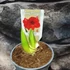 Kép 6/8 - Hippeastrum - Amarillisz Royal Red, levirágzott