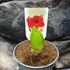 Kép 7/8 - Hippeastrum - Amarillisz Royal Red, levirágzott