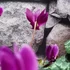 Kép 5/7 - Cyclamen hederifolium