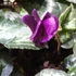 Kép 6/7 - Cyclamen hederifolium