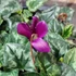 Kép 2/7 - Cyclamen hederifolium