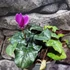 Kép 4/7 - Cyclamen hederifolium
