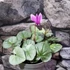 Kép 2/4 - Cyclamen hederifolium 'Silver Pink'