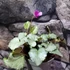 Kép 4/4 - Cyclamen hederifolium 'Silver Pink'