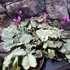 Kép 3/4 - Cyclamen hederifolium 'Silver Pink'
