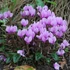 Kép 1/12 - Cyclamen hederifolium - kerti ciklámen óriás gumó