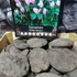 Kép 12/12 - Cyclamen hederifolium - kerti ciklámen óriás gumó