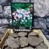 Kép 2/12 - Cyclamen hederifolium - kerti ciklámen óriás gumó