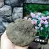 Kép 10/12 - Cyclamen hederifolium - kerti ciklámen óriás gumó