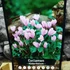 Kép 11/12 - Cyclamen hederifolium - kerti ciklámen óriás gumó