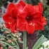 Kép 5/18 - Hippeastrum mix viaszban, óriás Amarillisz