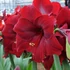 Kép 2/18 - Hippeastrum mix viaszban, óriás Amarillisz