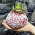 Kép 15/18 - Hippeastrum mix viaszban, óriás Amarillisz