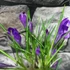 Kép 3/6 - Crocus blauw