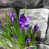 Kép 4/6 - Crocus blauw