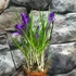 Kép 5/6 - Crocus blauw