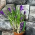 Kép 6/6 - Crocus blauw